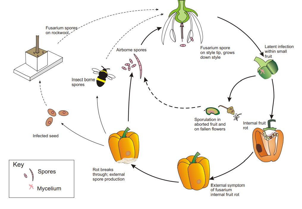  Proposed life cycle of Fusarium lactis on pepper